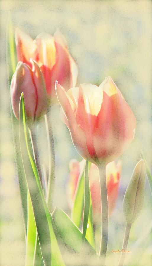 The Scent of Tulips Photograph by Angela Davies