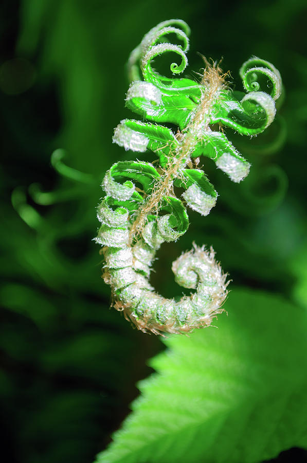 The Scorpion Fern Photograph by Tikvahs Hope