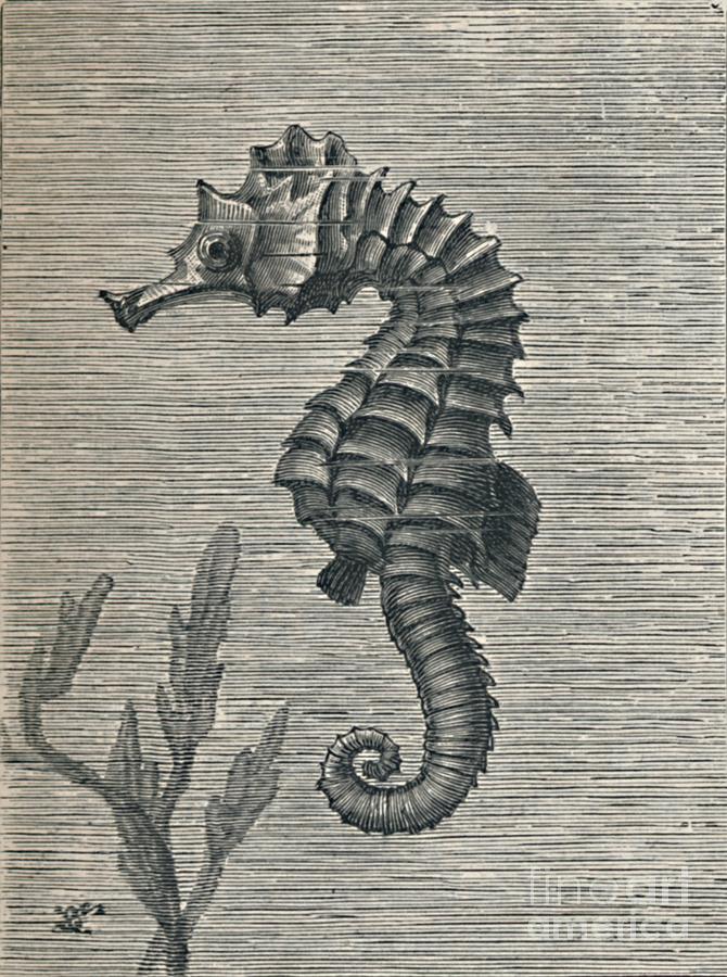 The Sea-horse, Undisguised, Sedately Drawing by Print Collector