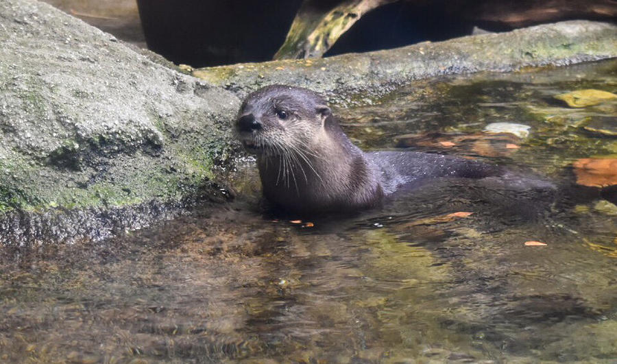 The Sea Otter Photograph by Jeremy Guerin - Fine Art America