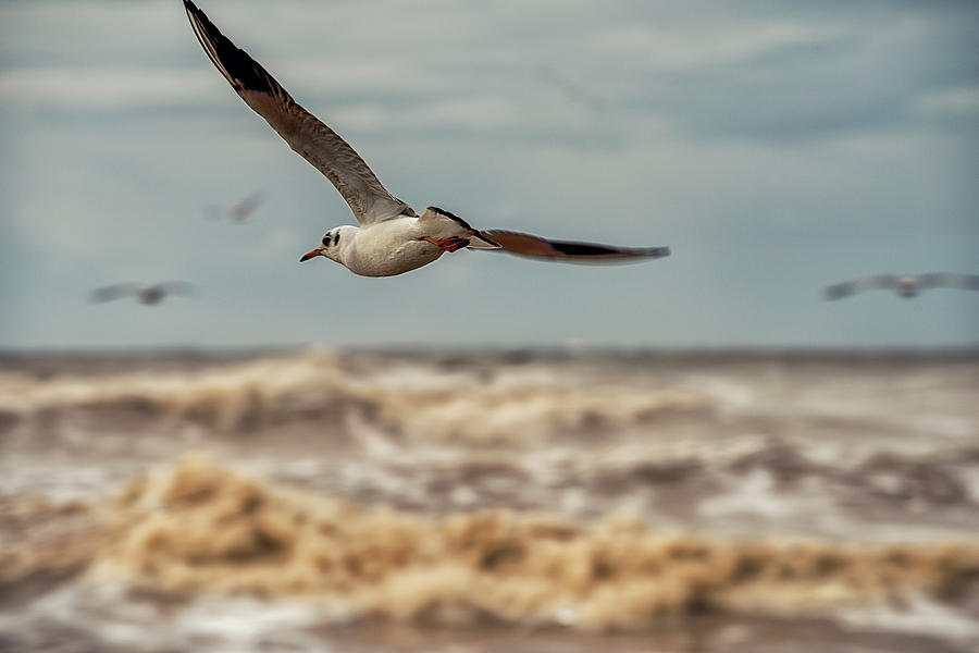 Bird Photograph - The Seagull by Liran Eisenberg