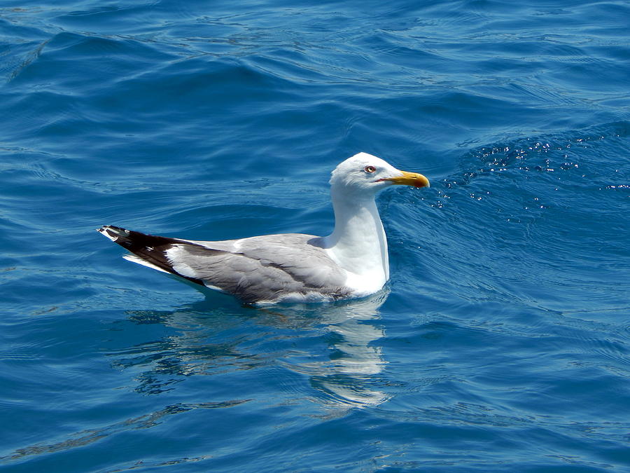 Seagull Photograph - The seagull swims in the sea on the water by Oleg Prokopenko