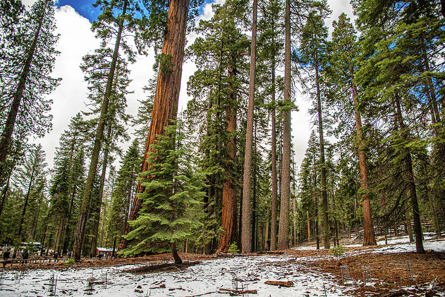 The Sequoias of Yosemite Photograph by G Lamar Yancy