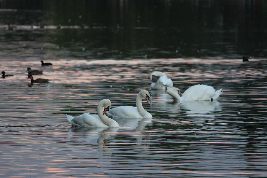 The Serpentines Swans and Ducks Photograph by Laura Smith