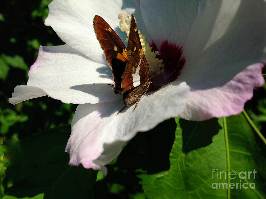 The Shadow Of A Skipper Butterfly Photograph