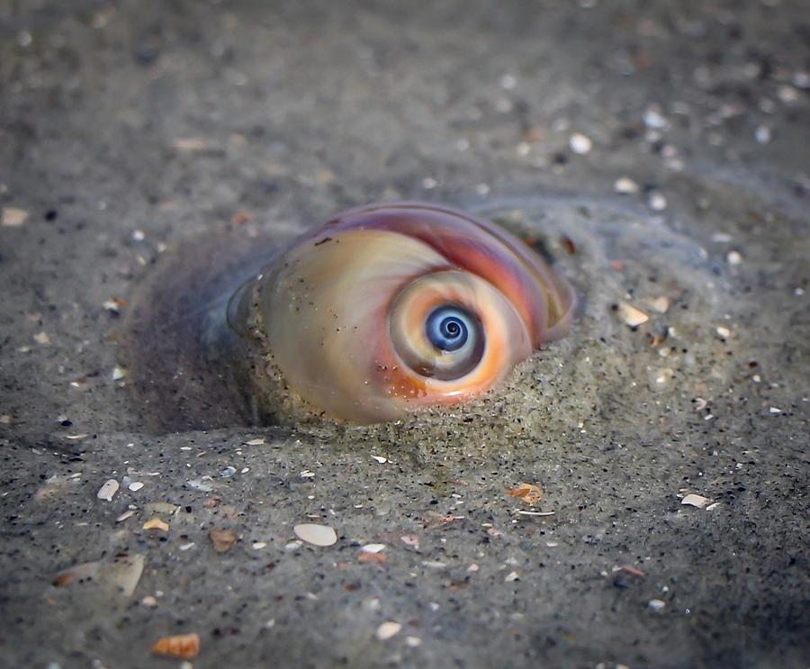 The Shark Eye Seashell Photograph by Kylie Jeffords