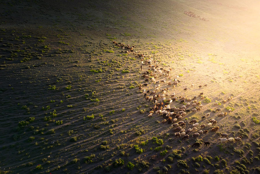 The Sheep In Golden Light Photograph by Majid Behzad