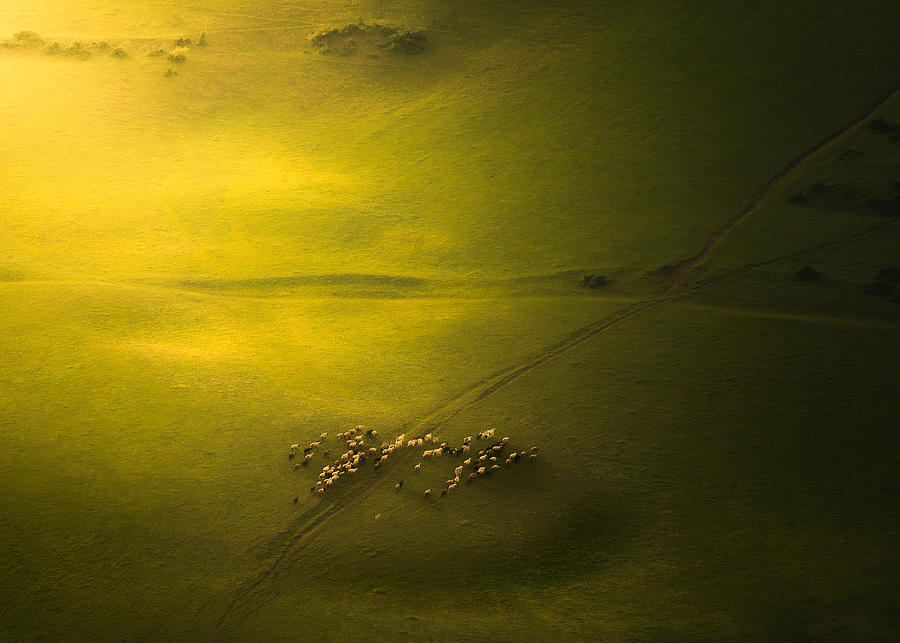 The Sheep In The Green Land Photograph by Majid Behzad
