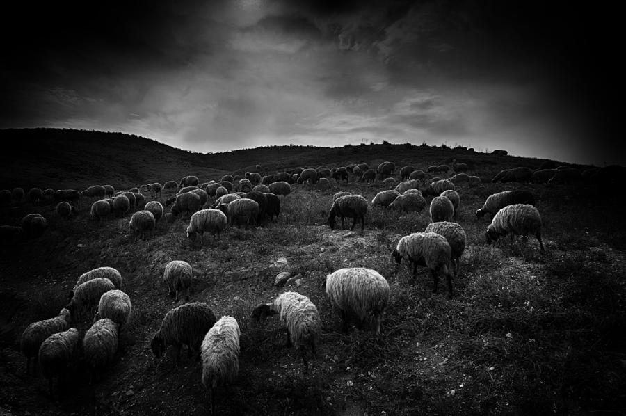 The Sheep In The Valley Photograph by Miki Meir Levi - Pixels