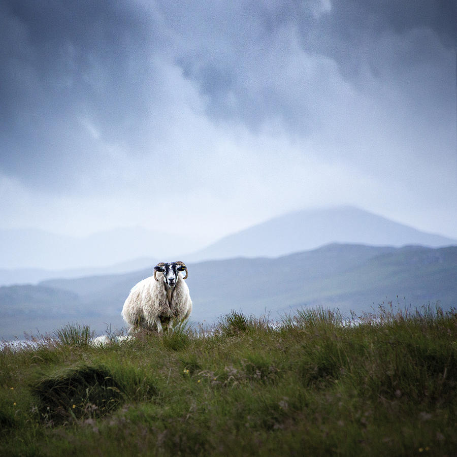 The Sheep Of An Island Photograph by Eunju Kim | Pixels