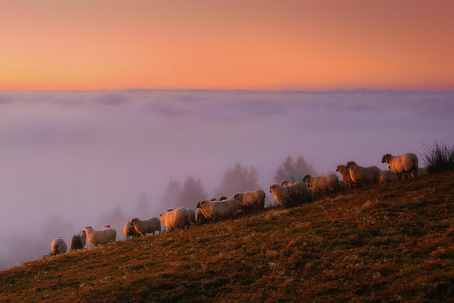 The sheep of Saibi Photograph by Mikel Martinez de Osaba