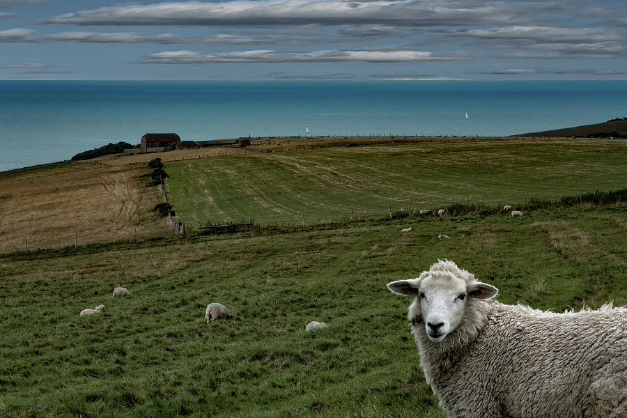 The Sheep On The Clifftop Photograph by Chris Lord