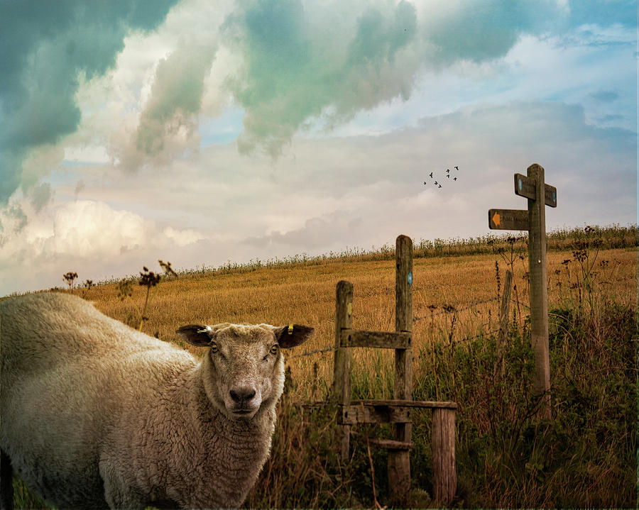The Sheep Who Knows Where Shes Going Photograph by Chris Lord