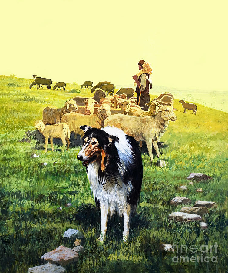 The Sheepdog, Illustration Painting by English School