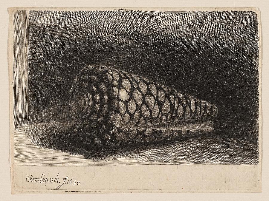 The Shell. Rembrandt van Rijn, Dutch, 1606-1669. Drawing by Rembrandt Harmenszoon Van Rijn
