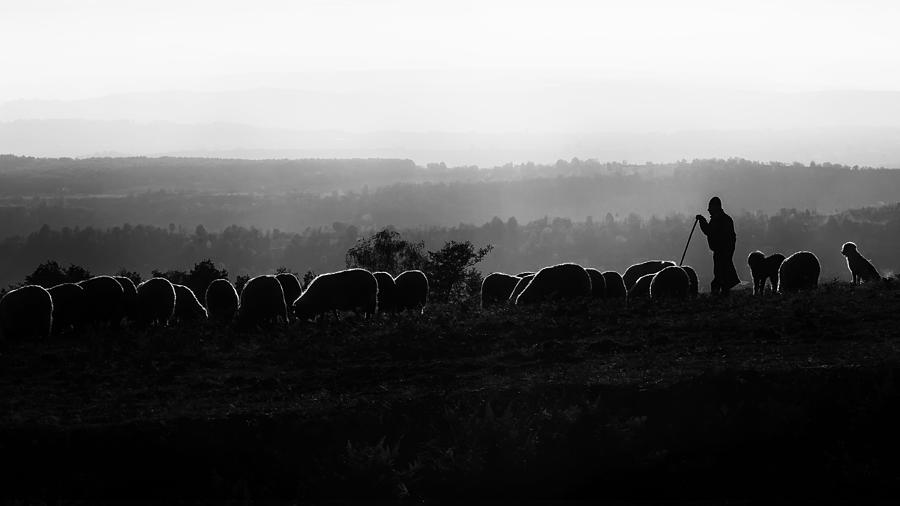 Sheep Photograph - The Shepherd by Marius Cintez?