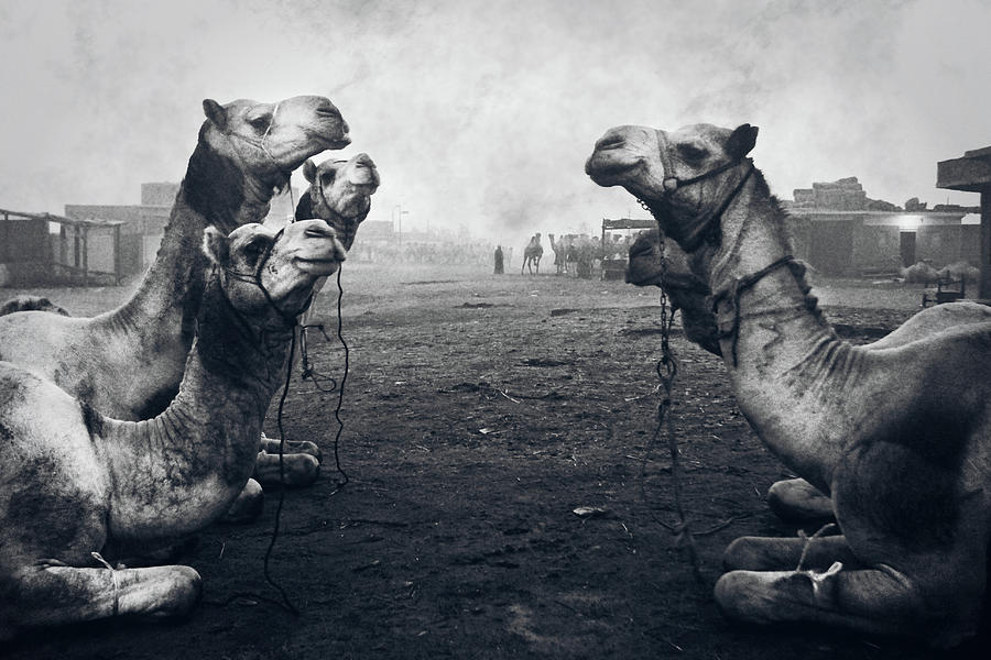 Animal Photograph - The Shepherd Of Camel Market by Mohamed Fawzy Kutp