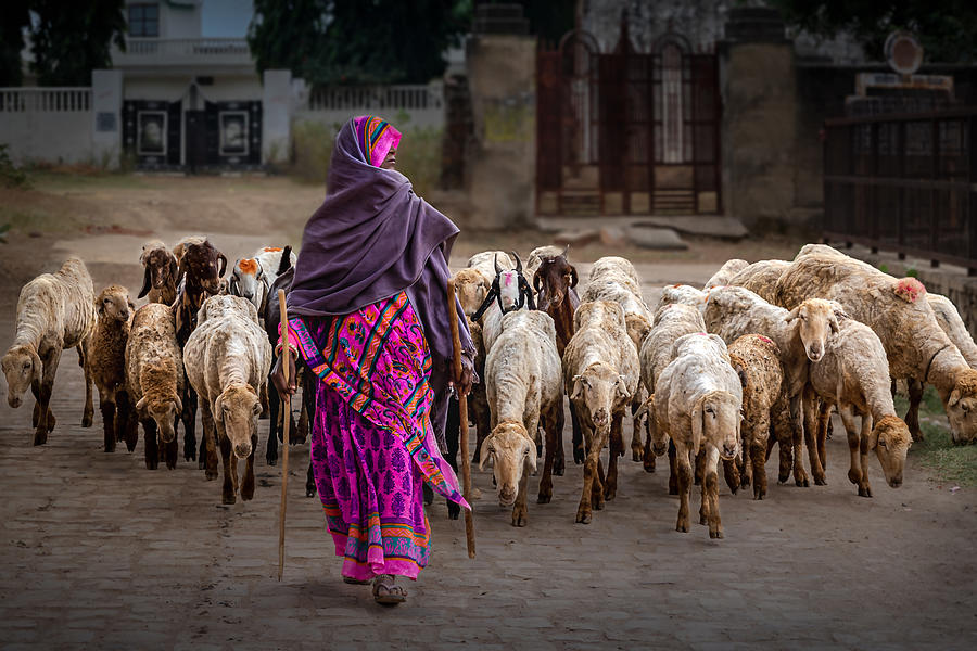 The Shepherdess Photograph by Irene Yu Wu