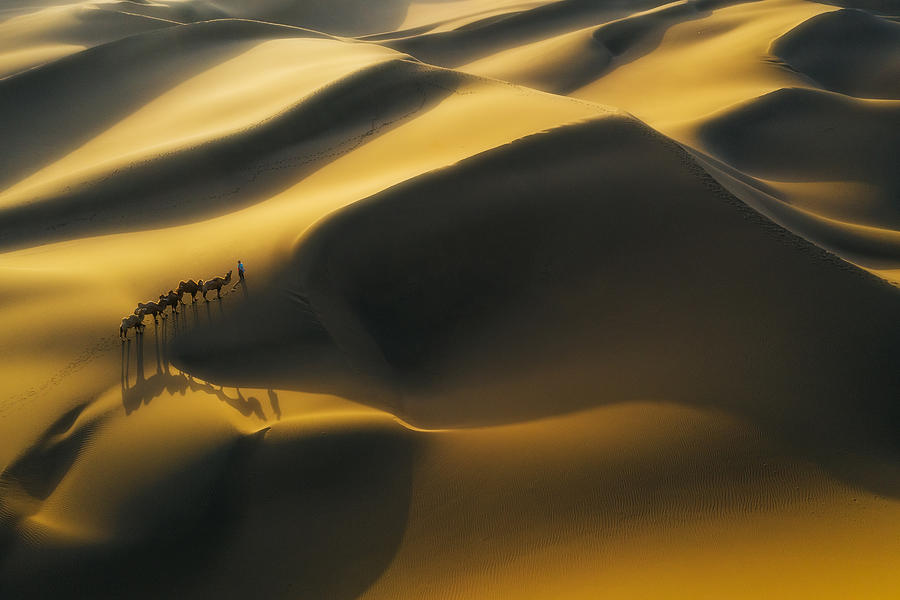 The Ship Of The Desert Photograph by Bingo Z - Fine Art America