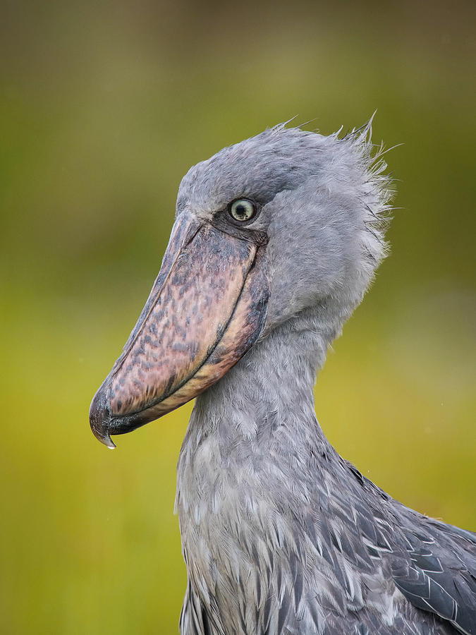 The Shoebill, Balaeniceps Rex Or Shoe-billed Stork Photograph by Petr Simon