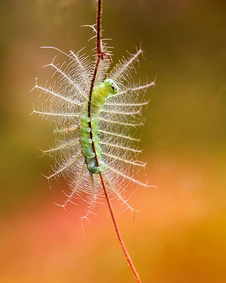 Insects Photograph - The Show Of Caterpillar by Fauzan Maududdin