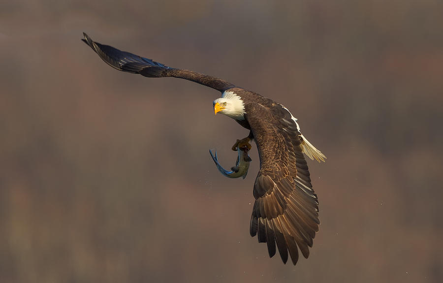 Eagle Photograph - The Show Time by David Hua