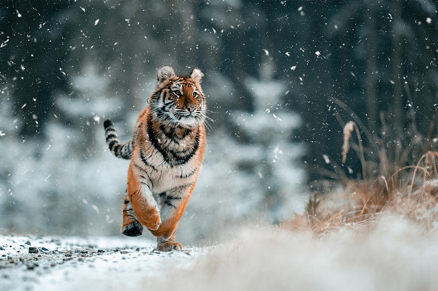The Siberian Tiger Photograph by Jan Rozehnal