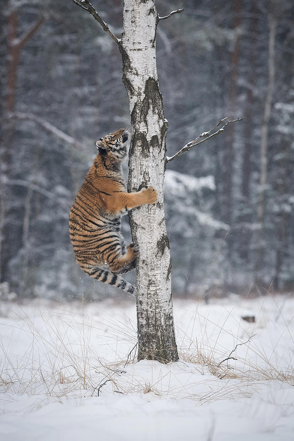 The Siberian Tiger, Panthera Tigris Photograph by Petr Simon