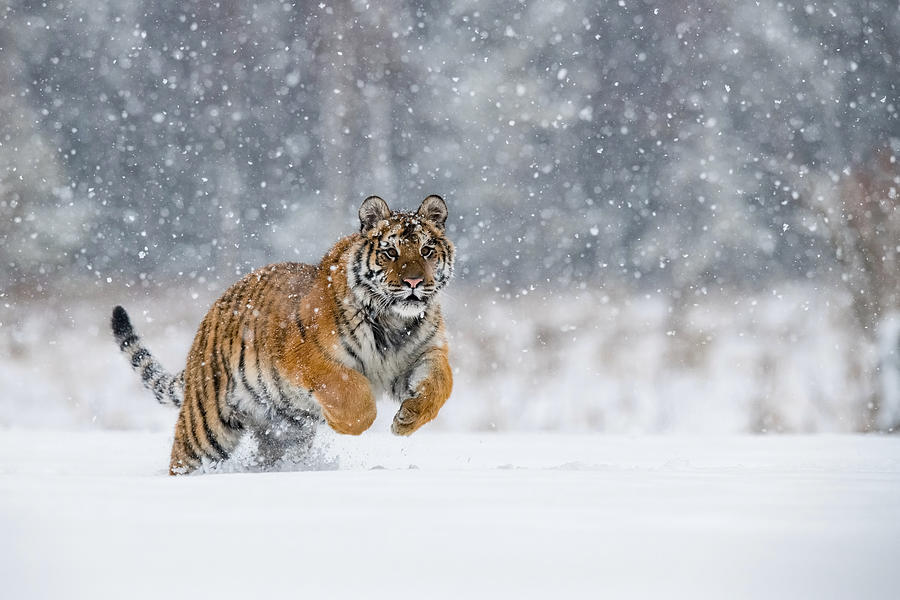 The Siberian Tiger, Panthera Tigris Tigris Is Running In The Snow, In The Background With Snowy Tree Photograph by Petr Simon