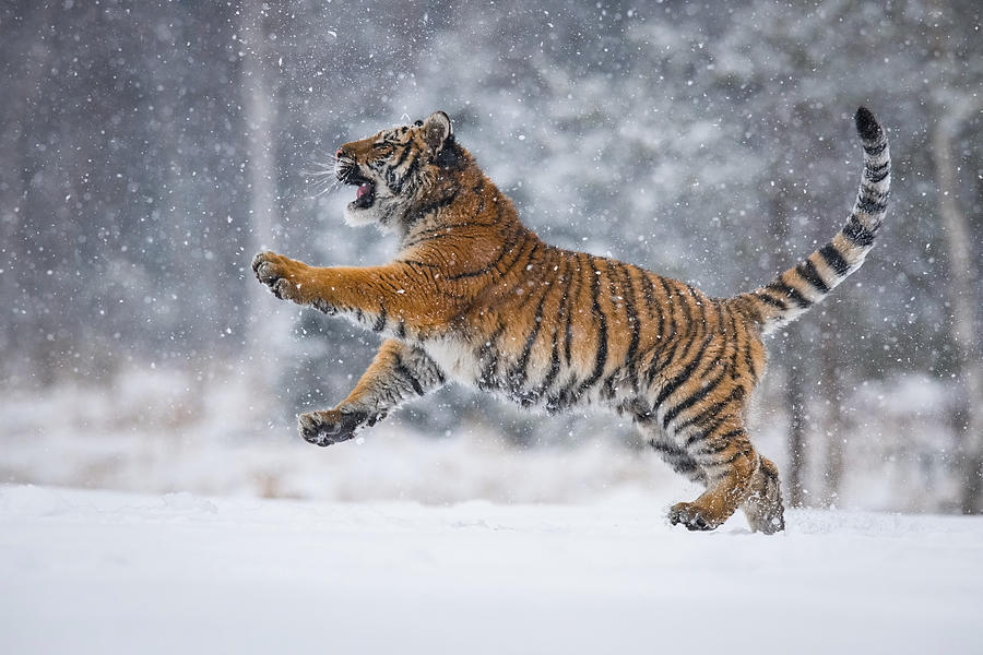 The Siberian Tiger, Panthera Tigris Tigris Photograph by Petr Simon