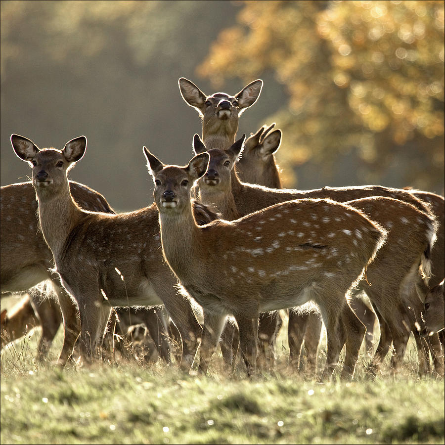The Sika Deer Girls Photograph by Blackcatphotos