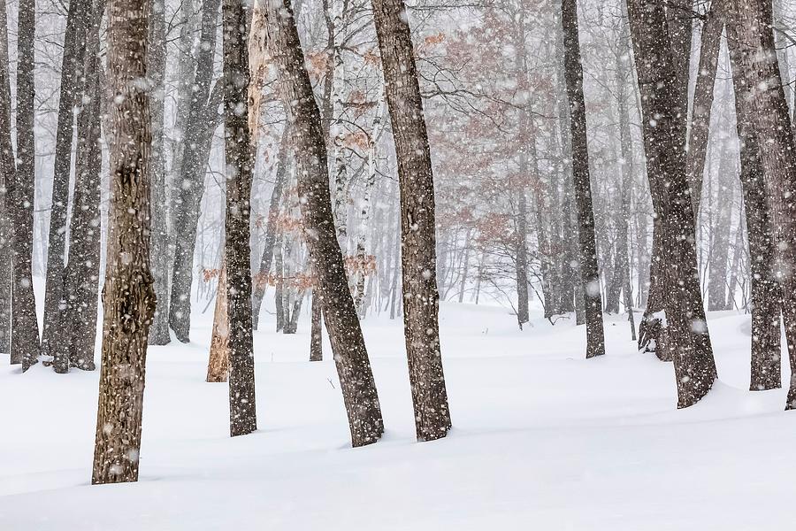 Tree Photograph - The Silence Of A Winter Snowfall by Lee Rentz