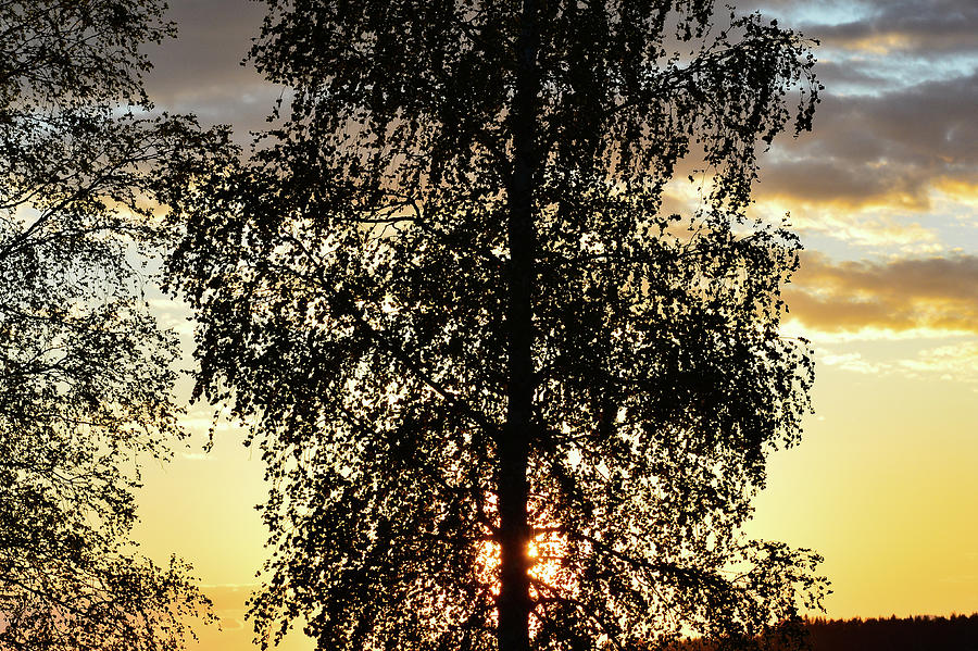 The Silhouette Of A Birch Before The Sunset, Sarna, Dalarna, Sweden Photograph by Torsten Rathjen