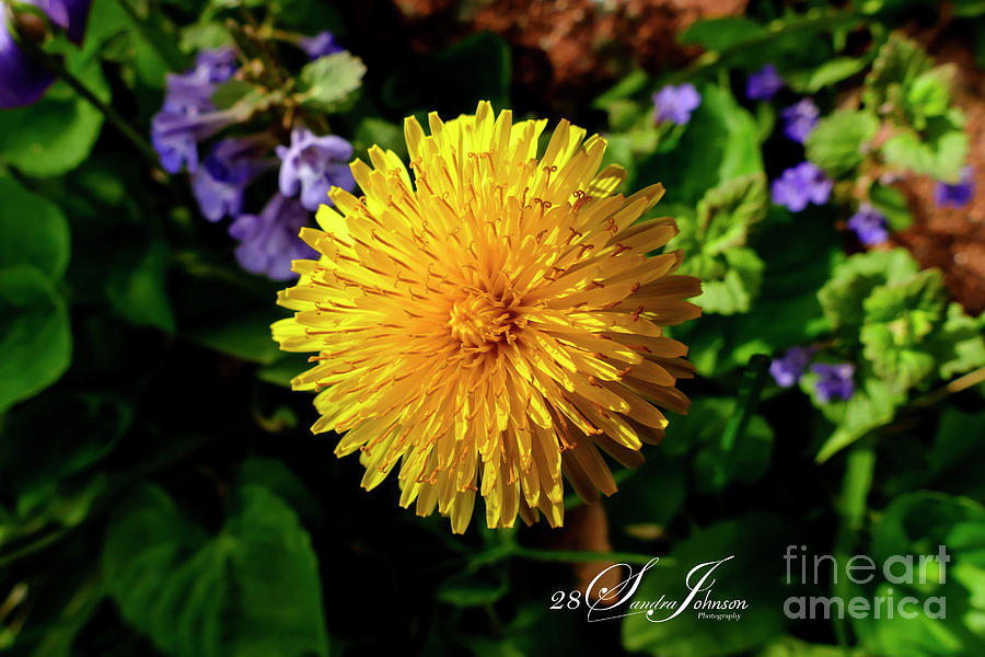 The Simple Dandelion Flower Photograph by Sandra J's - Fine Art America