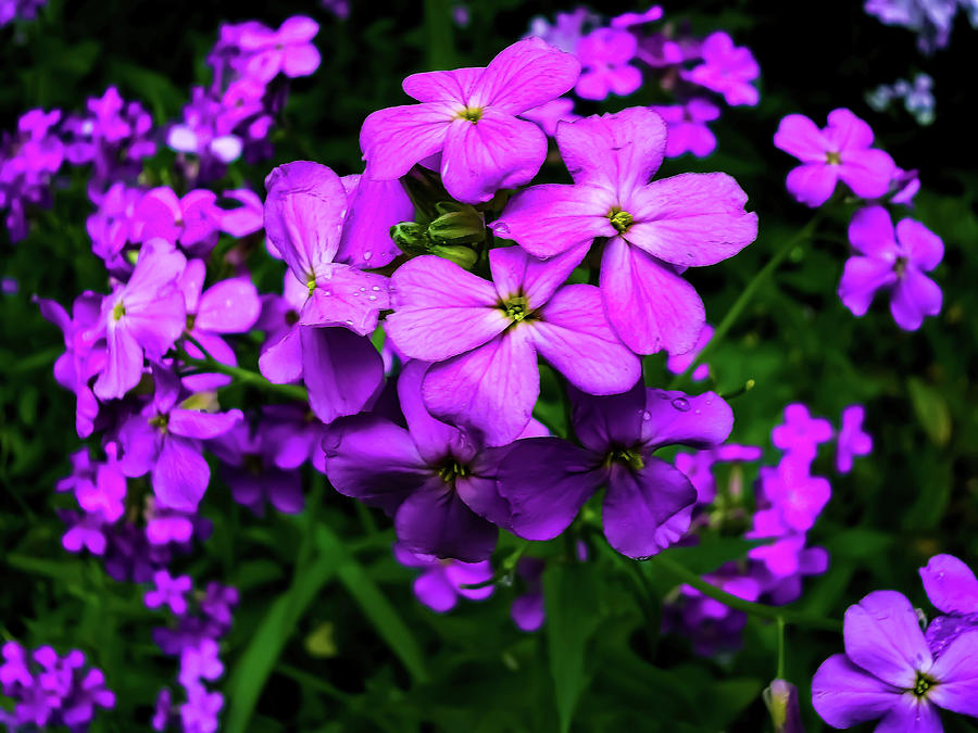 The Simple Phlox Photograph by Angela Lizotte | Fine Art America