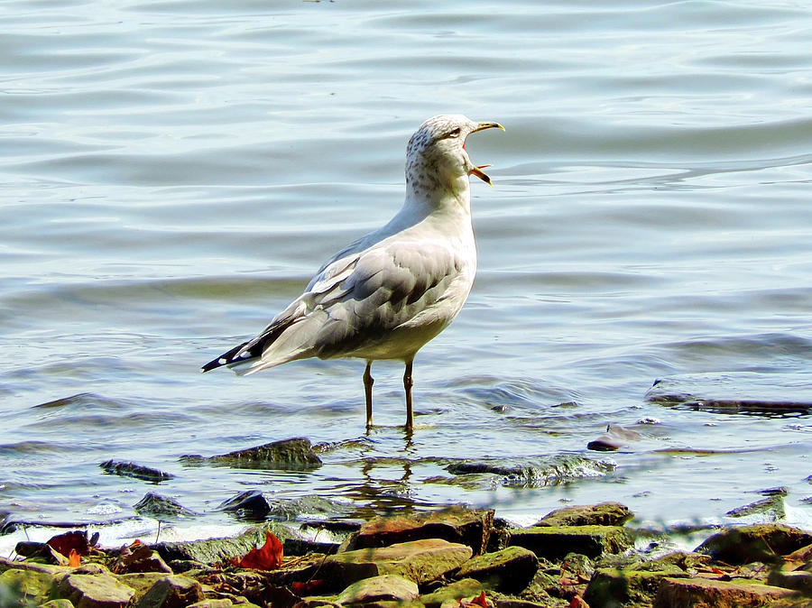 The Singing Gull Photograph by Susan Hope Finley