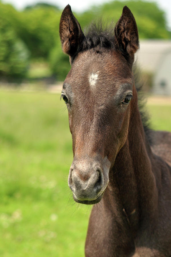 The Skittish Colt Photograph by Aartje Sheffield