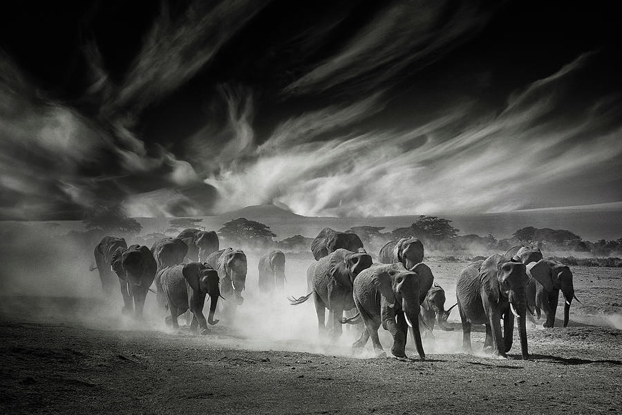 Wildlife Photograph - The Sky, The Dust And The Elephants by Mathilde Guillemot