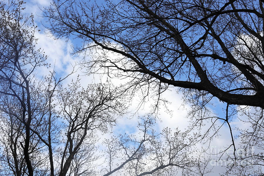 The Sky Through the Trees Photograph by Cassandra Vandenberg - Fine Art ...