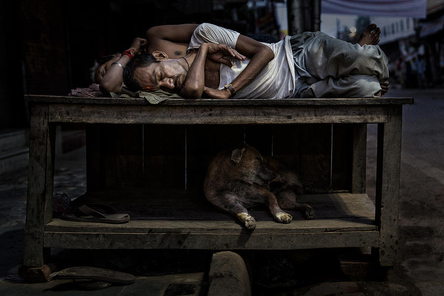 Animal Photograph - The Sleeping Friends by Fadhel Almutaghawi