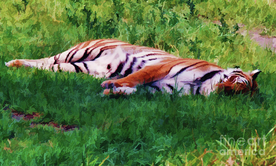 The - Sleeping - Tiger  Photograph by D Hackett