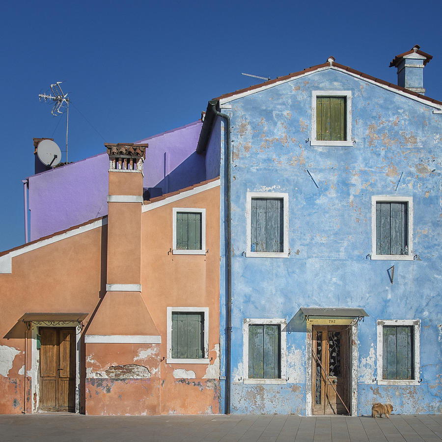 The Small House Color Dog Photograph by Mathilde Guillemot