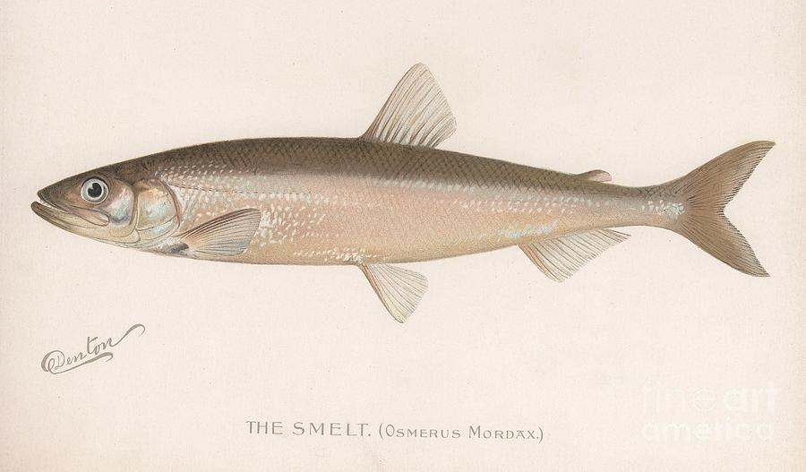 The Smeet Osmerus Mordax., C.1920s Drawing by Print Collector