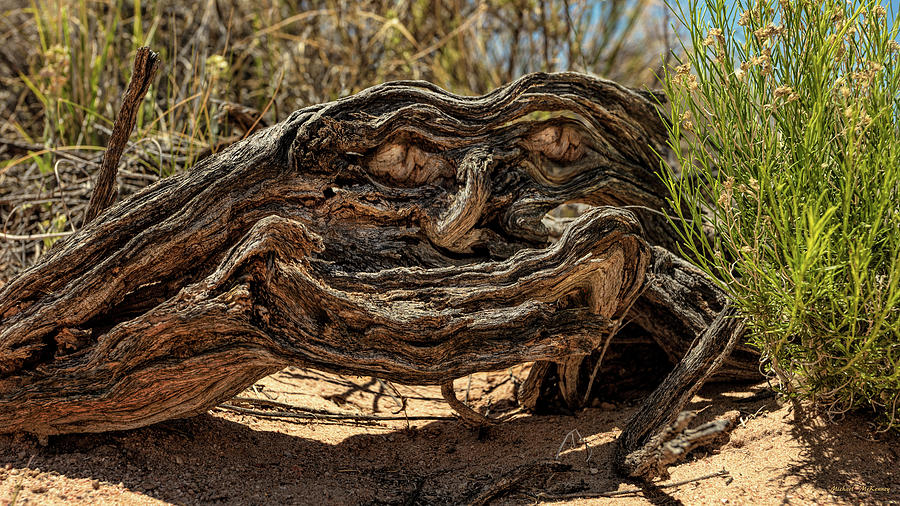 The Smiling Driftwood Photograph by Michael McKenney