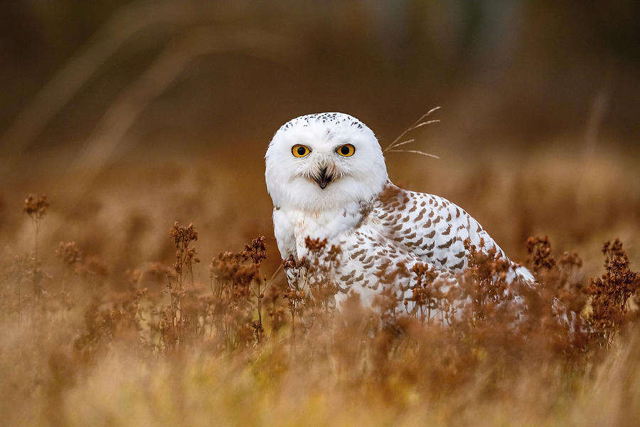 Owl Photograph - The Snowy Owl, Nyctea Scandiaca by Petr Simon