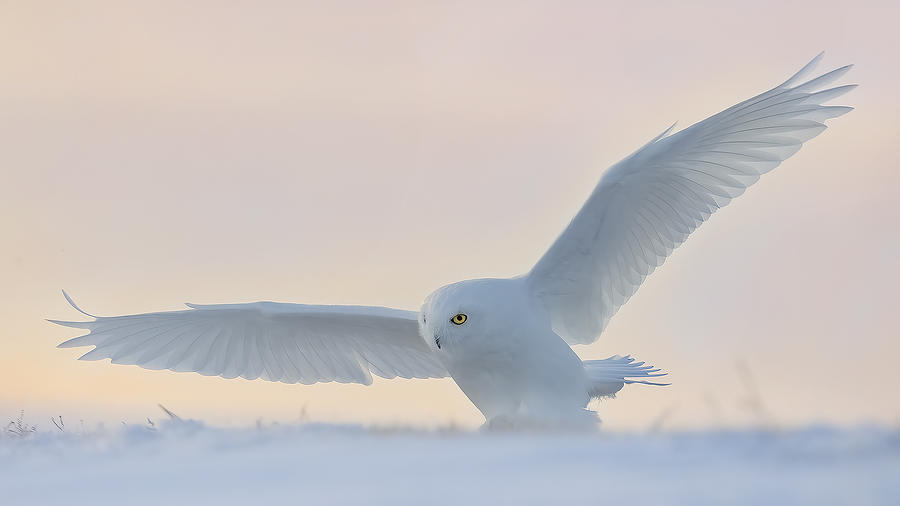The Snowy Owl Photograph by Phillip Chang