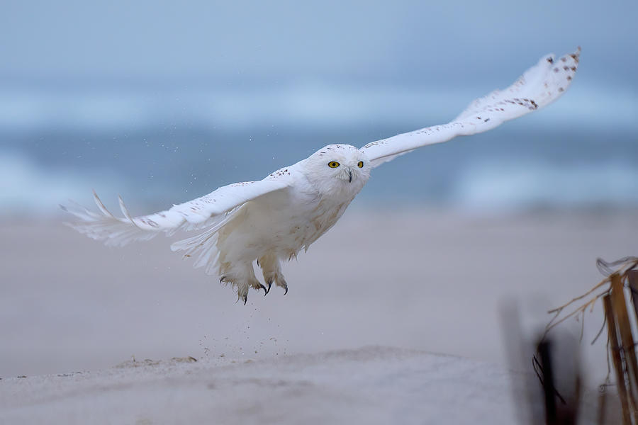 Owl Photograph - The Snowy Owl Takes Flight by Johnny Chen