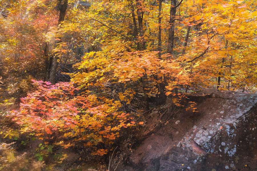 The Soft Colors Of Autumn  Photograph by Saija Lehtonen