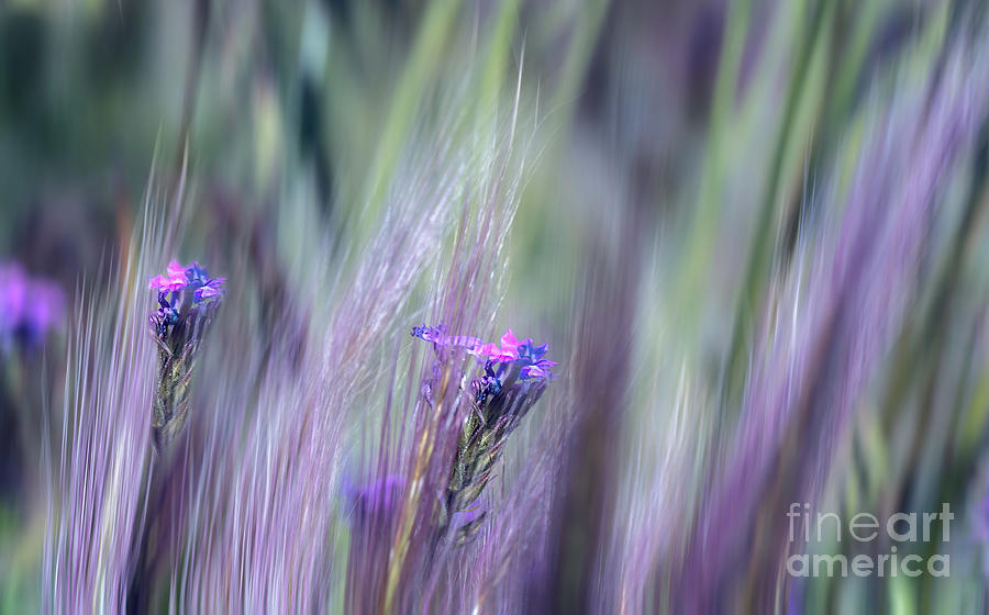 The Soft Side by Susan Warren The Soft Side by Susan Warren