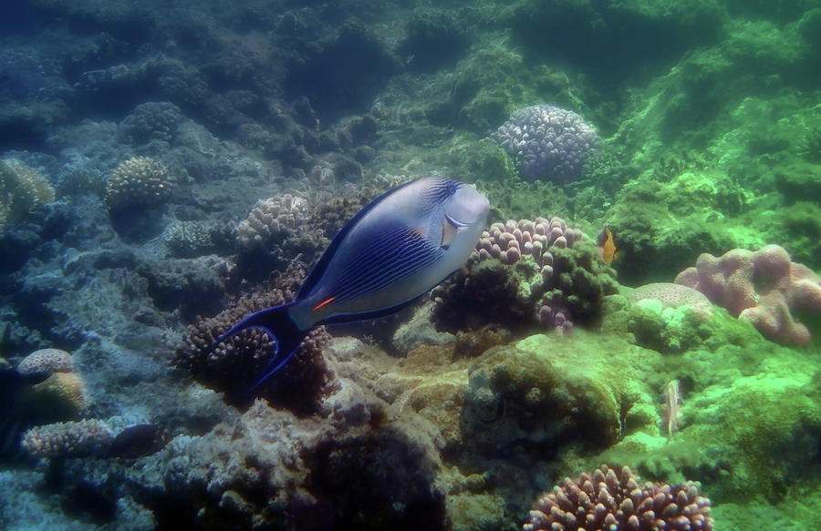 The Sohal Surgeonfish And Corals Colorfully Photograph by Johanna Hurmerinta